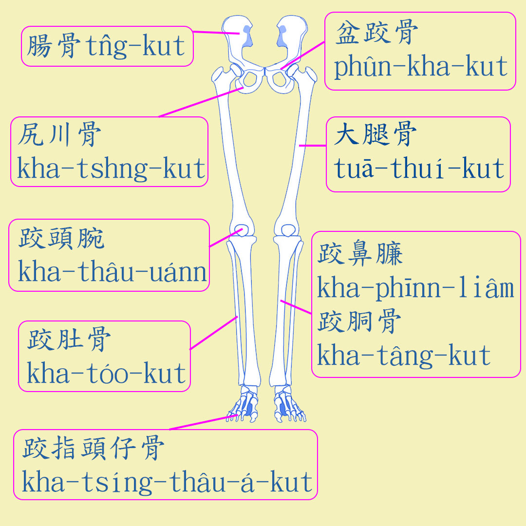 【母語交流道】 人體骨骼名稱 -- 跤骨