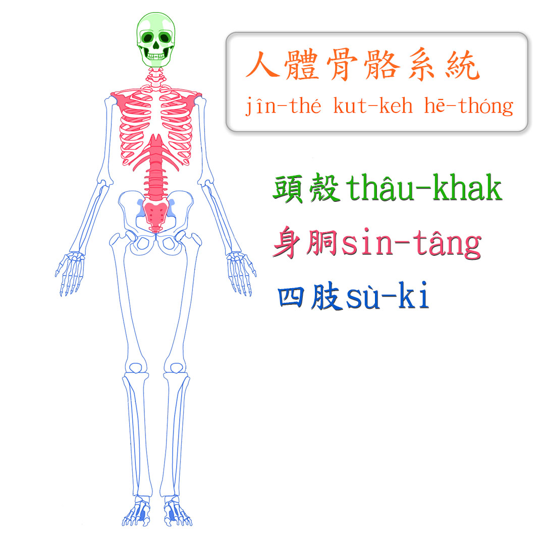 【母語交流道】 人體骨骼名稱 -- 頭殼